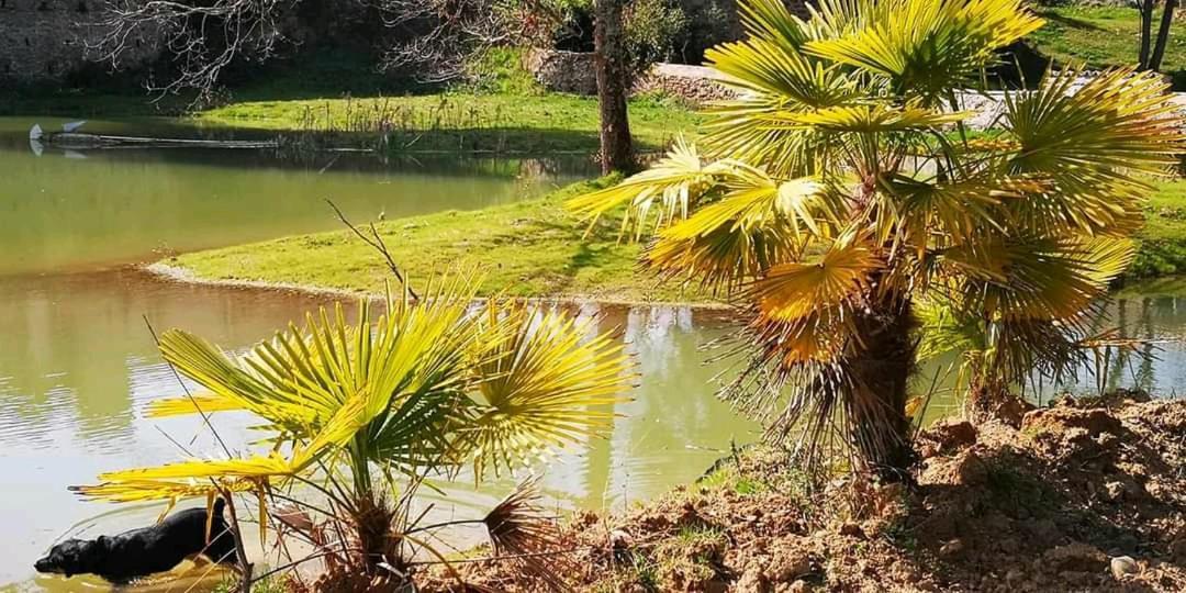 Les Amis De Gaure Lägenhet Rouffiac-d'Aude Exteriör bild